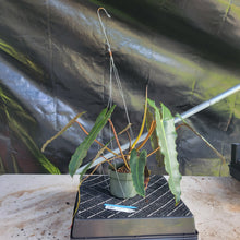 Load image into Gallery viewer, Philodendron Atabapoense Dark Form, Exact Plant Ships Nationwide
