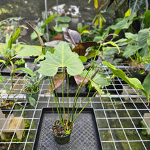 Load image into Gallery viewer, Anthurium Macrolobium, Exact Plant flowering XL
