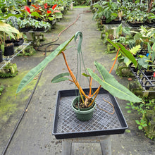 Load image into Gallery viewer, Philodendron Billietiae exact plant, Fedex 2day*
