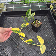 Load image into Gallery viewer, Monstera Standleyana Aurea, Exact Plant Variegated Ships Nationwide
