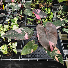 Load image into Gallery viewer, Philodendron Pink Princess Galaxy, Exact Plant Variegated Ships Nationwide
