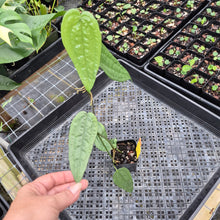 Load image into Gallery viewer, Anthurium Sp. Limon, Exact Plant Ships Nationwide
