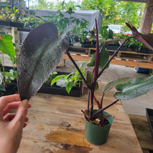 Load image into Gallery viewer, Philodendron Majesty, Exact Plant Ships Nationwide
