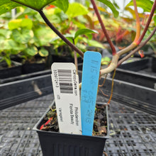 Load image into Gallery viewer, Philodendron Florida Beauty, Exact Plant Variegated Ships Nationwide
