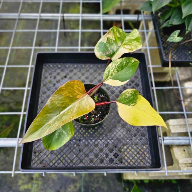 Philodendron Strawberry Shake, Exact Plant Variegated