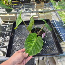 Load image into Gallery viewer, Philodendron Verrucosum Pseudoverrucosum Croat , Exact Plant Ships Nationwide
