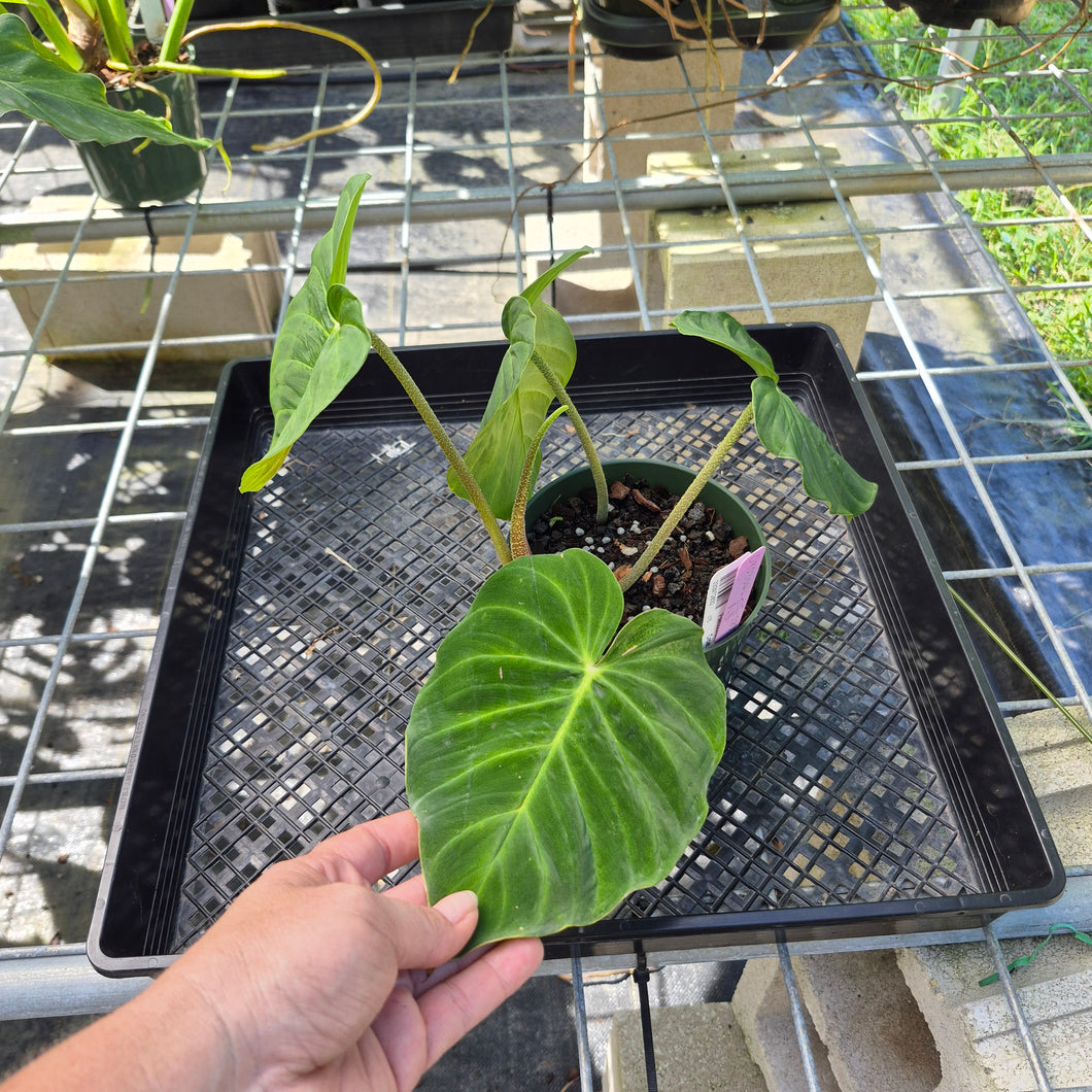 Philodendron Verrucosum Pseudoverrucosum Croat , Exact Plant Ships Nationwide