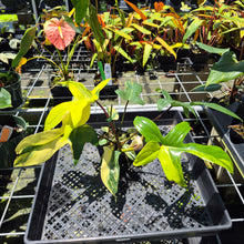 Load image into Gallery viewer, Philodendron Florida Beauty Variegated exact plant, Fedex 2day*
