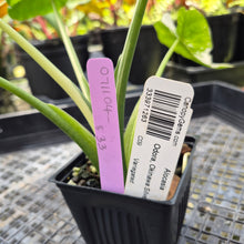 Load image into Gallery viewer, Alocasia Odora, Okinawa Silver, Exact Plant Variegated Ships Nationwide
