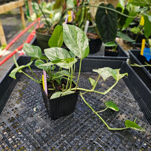 Load image into Gallery viewer, Epipremnum Pinnatum Marble, Exact Plant Variegated triple plant pot Ships Nationwide
