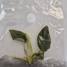 Load image into Gallery viewer, Philodendron Serpens tissue culture 2DayAir
