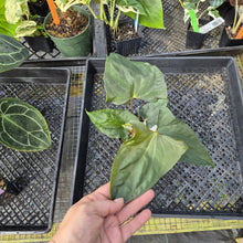 Load image into Gallery viewer, Anthurium Papillilaminum Fort Sherman, Exact Plant Ships Nationwide
