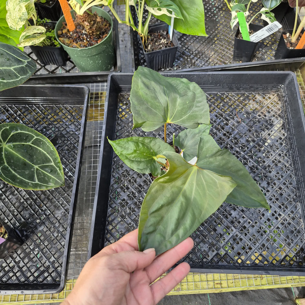 Anthurium Papillilaminum Fort Sherman, Exact Plant Ships Nationwide