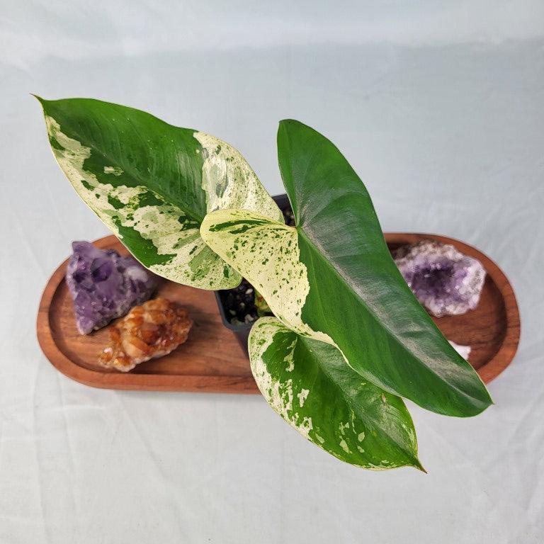 Philodendron Ilsemanii, Exact Plant Variegated
