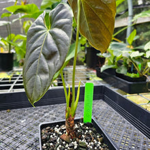 Load image into Gallery viewer, Anthurium Moodeanum, Exact Plant
