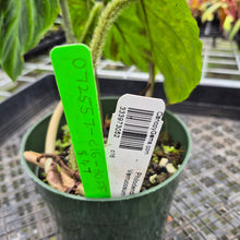 Load image into Gallery viewer, Philodendron Verrucosum, Exact Plant Ships Nationwide

