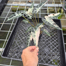 Load image into Gallery viewer, Alocasia Bambino Arrow Pink variegated exact plant, Fedex 2day*
