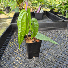 Load image into Gallery viewer, Anthurium Sp. Limon, Exact Plant Ships Nationwide
