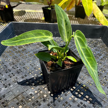 Load image into Gallery viewer, Anthurium Warocqueanum, Queen, Exact Plant Ships Nationwide
