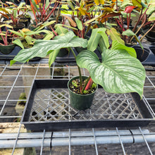 Load image into Gallery viewer, Philodendron Plowmanii, Exact Plant Ships Nationwide
