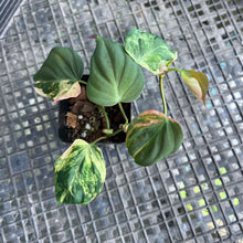 Load image into Gallery viewer, Philodendron Hederaceum Micans Aurea, Exact Plant Variegated Ships Nationwide
