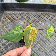 Load image into Gallery viewer, Philodendron Hederaceum Micans Aurea, Exact Plant Variegated Ships Nationwide
