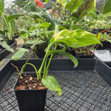 Load image into Gallery viewer, Monstera Lechleriana , Exact Plant Variegated Ships Nationwide
