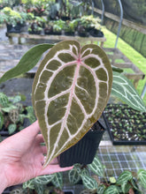 Load image into Gallery viewer, Anthurium Red Crystallinum Doc Block 4" pot, Fedex 2day*

