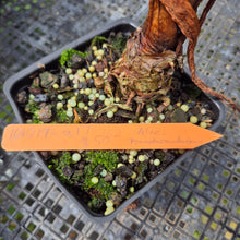 Load image into Gallery viewer, Alocasia Psuedosanderiana exact plant, Fedex 2day*
