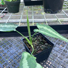 Load image into Gallery viewer, Homalomena Schismatoglottis Neoguineensis, Exact Plant
