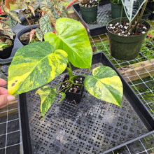 Load image into Gallery viewer, Monstera Marilyn Variegated, Exact Plant Ships Nationwide.
