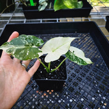 Load image into Gallery viewer, Alocasia Gageana Albo, Exact Plant Variegated
