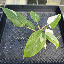 Load image into Gallery viewer, Philodendron White Princess, Exact Plant Variegated Ships Nationwide
