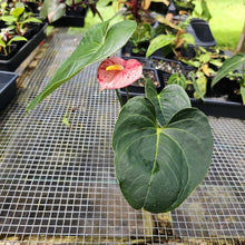 Load image into Gallery viewer, Anthurium Shibori, Exact Plant Variegated
