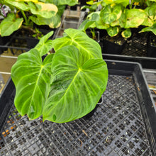 Load image into Gallery viewer, Philodendron Verrucosum Pseudoverrucosum Croat , Exact Plant Ships Nationwide
