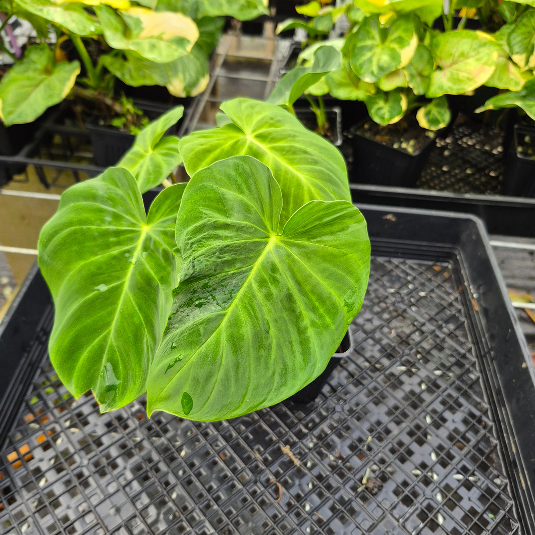 Philodendron Verrucosum Pseudoverrucosum Croat , Exact Plant Ships Nationwide