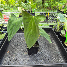 Load image into Gallery viewer, Anthurium Papillilaminum Fort Sherman X Ralph Lynam, Exact Plant Ships Nationwide
