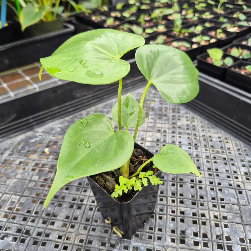 Anthurium Faustomirandae, Faustino'S Giant, Exact Plant Ships Nationwide