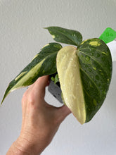 Load image into Gallery viewer, Philodendron Gloriosum, Dark Form, Exact Plant Ships Nationwide
