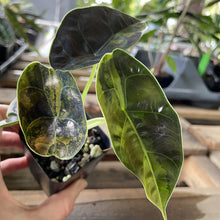 Load image into Gallery viewer, Alocasia Azlanii Aurea variegated exact plant, Fedex 2day*
