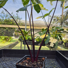 Load image into Gallery viewer, Alocasia Macrorhizza Black Stem, Exact Plant Variegated
