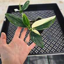Load image into Gallery viewer, Monstera Standleyana Albo, Exact Plant Variegated Ships Nationwide

