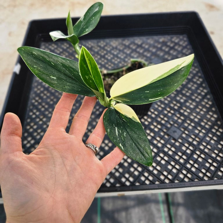 Monstera Standleyana Albo, Exact Plant Variegated Ships Nationwide