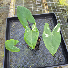 Load image into Gallery viewer, Alocasia Macrorhizza Black Stem, Exact Plant Variegated
