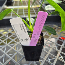 Load image into Gallery viewer, Philodendron Patriciae, Exact Plant Ships Nationwide
