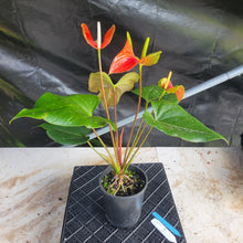 Load image into Gallery viewer, Anthurium Tropic Sunrise Bicolor Obake, Exact Plant Variegated Ships Nationwide
