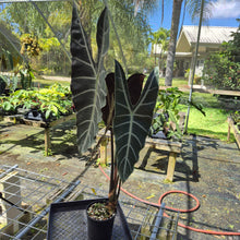 Load image into Gallery viewer, Alocasia Longiloba, Denudata, Exact Plant
