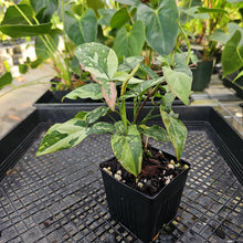 Load image into Gallery viewer, Syngonium Red Spot Tricolor, Exact Plant Variegated Ships Nationwide
