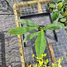 Load image into Gallery viewer, Philodendron Campii Lynette, Exact Plant Ships Nationwide
