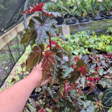 Load image into Gallery viewer, Begonia Serratipetala 4" pot Fedex 2day*
